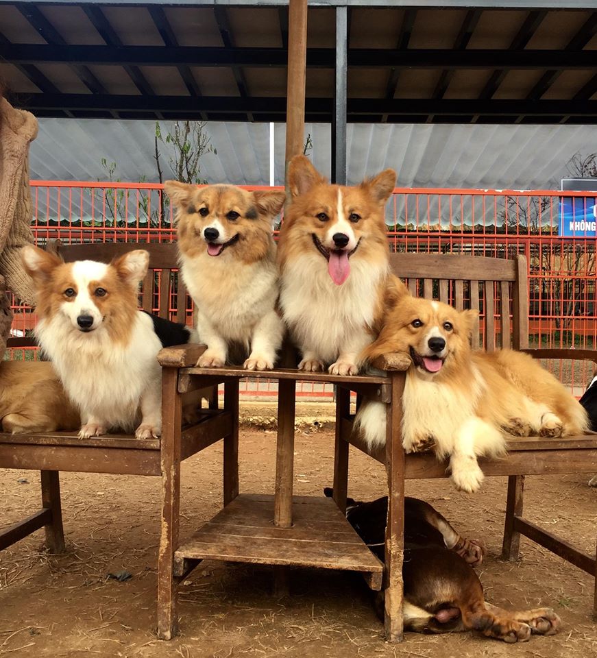 Nông Trại Cún - Puppy Farm (毛小孩農場)